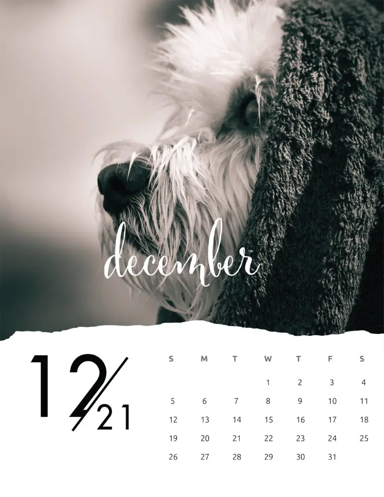December 2021 Calendar Animal Photography