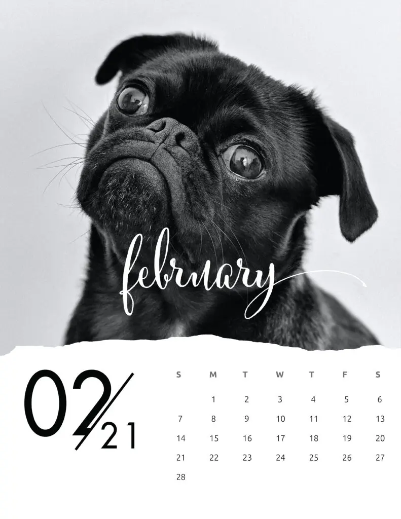February 2021 Calendar Animal Photography