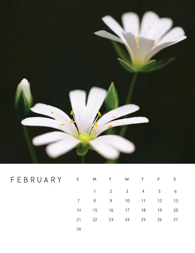 Free Printable Beautiful Botanical And Floral February 2021 Calendars