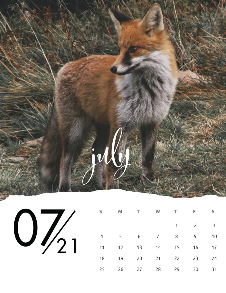July 2021 Calendar Animal Photography