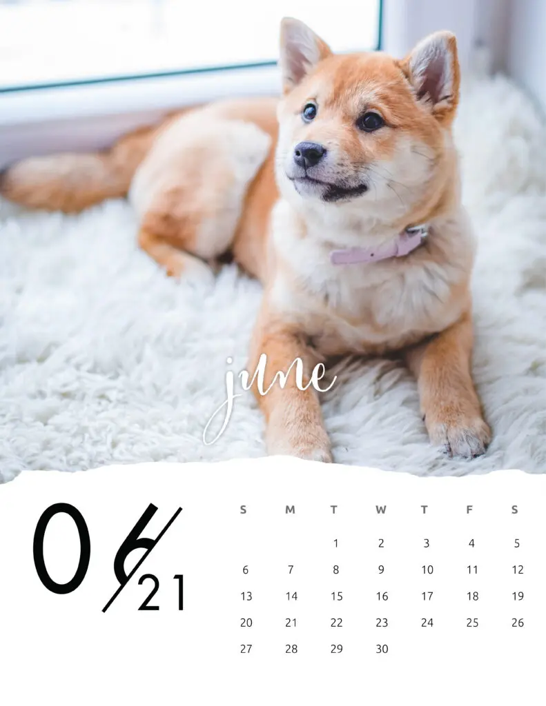 June 2021 Calendar Animal Photography