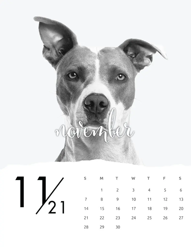 November 2021 Calendar Animal Photography