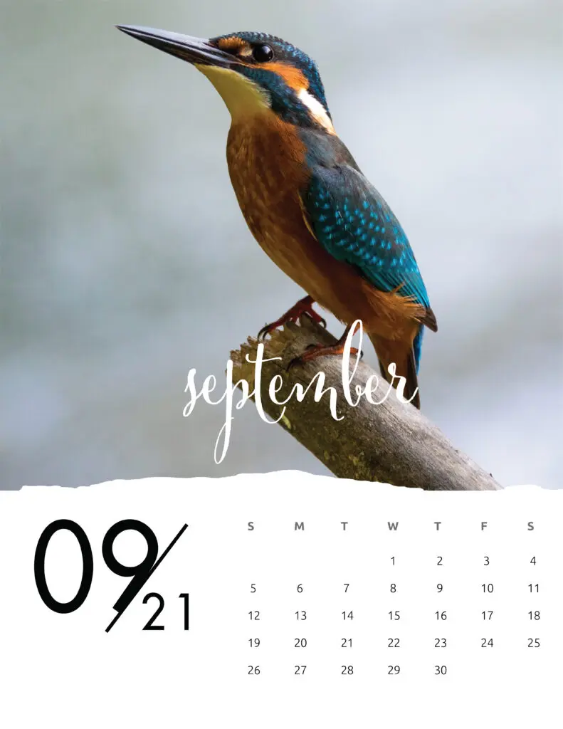 September 2021 Calendar Animal Photography