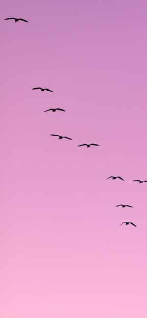 Birds Flying Purple Phone Wallpaper