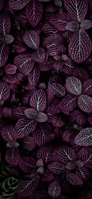 Dark Purple Leaves Wallpaper