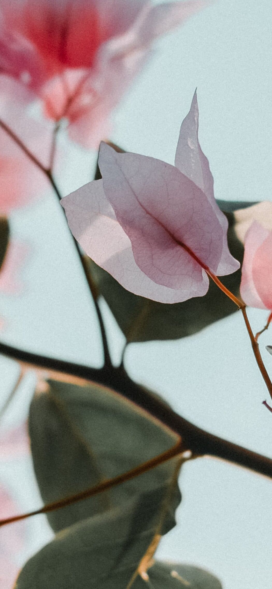 45 Pink Aesthetic Wallpaper Backgrounds You Need For Your Phone Right Now!