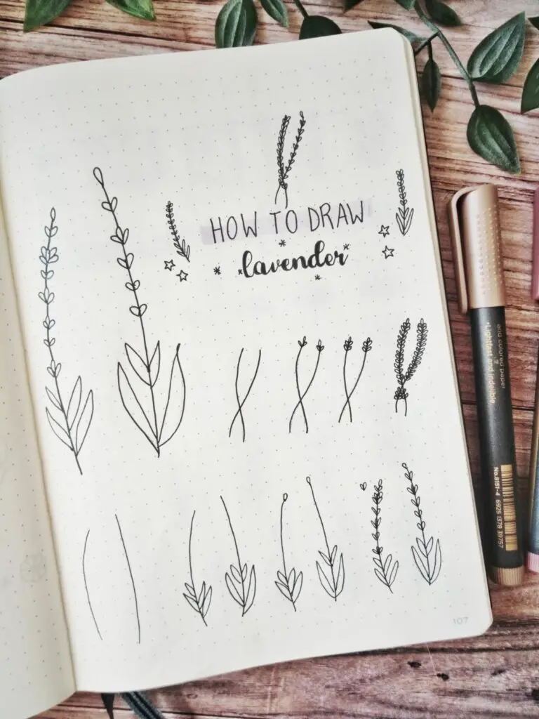 how to draw lavender