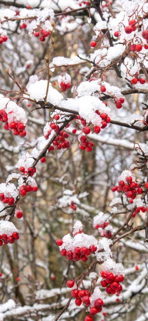 Christmas iPhone Aesthetic Wallpaper Christmas Berries and Snow