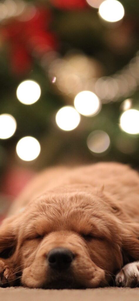 Christmas iPhone Aesthetic Wallpaper Cute Sleeping Dog