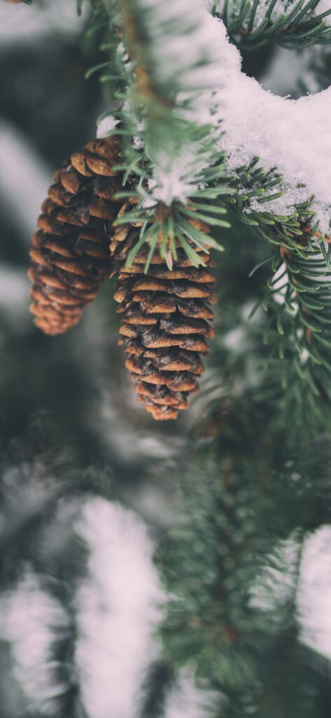 Christmas iPhone Aesthetic Wallpaper Pine Cones in The Snow