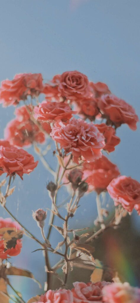 Floral Aesthetic Valentines Day Wallpaper