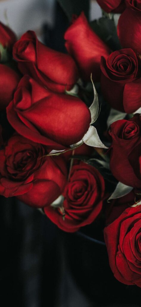 Red Roses Valentines Day Wallpaper