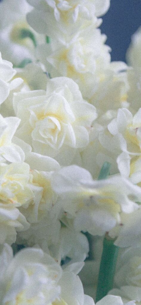 White Flowers Valentines Day Wallpaper