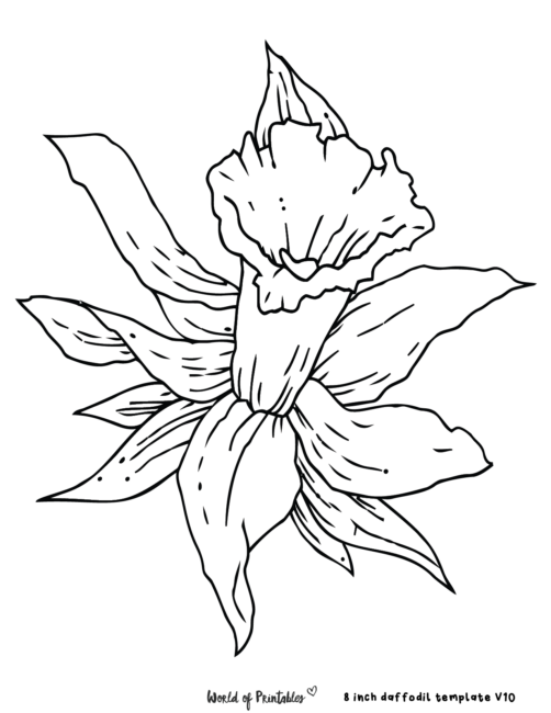 Daffodil Flower Petal Outline