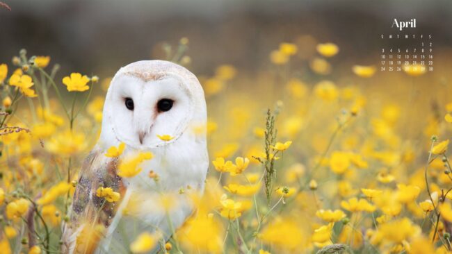 Owl April Background