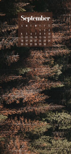 Forest September Background