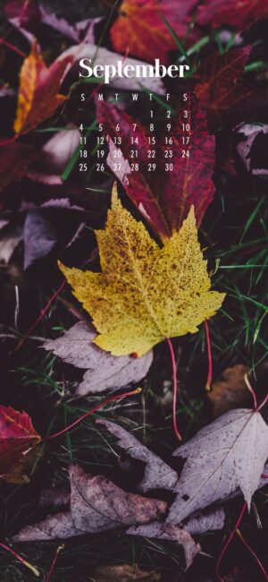 Leaves September Wallpaper