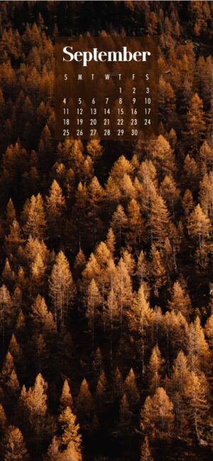 September Wallpaper iPhone Forest