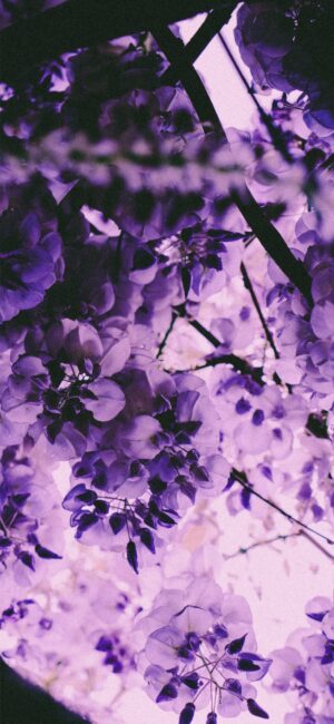 Purple Flower Aesthetic Wallpaper