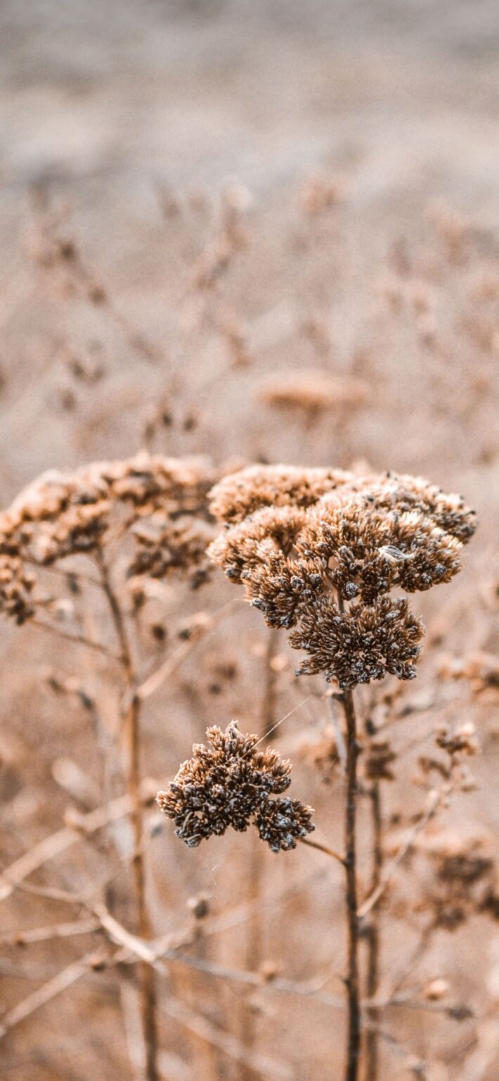 Beige Aesthetic Wallpaper | 70+ Pretty Styles