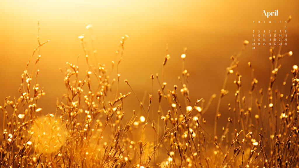 a desktop wallpaper of wild flowers and a golden sunlight
