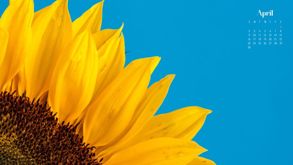 A desktop wallpaper of an extreme close up of a sunflower