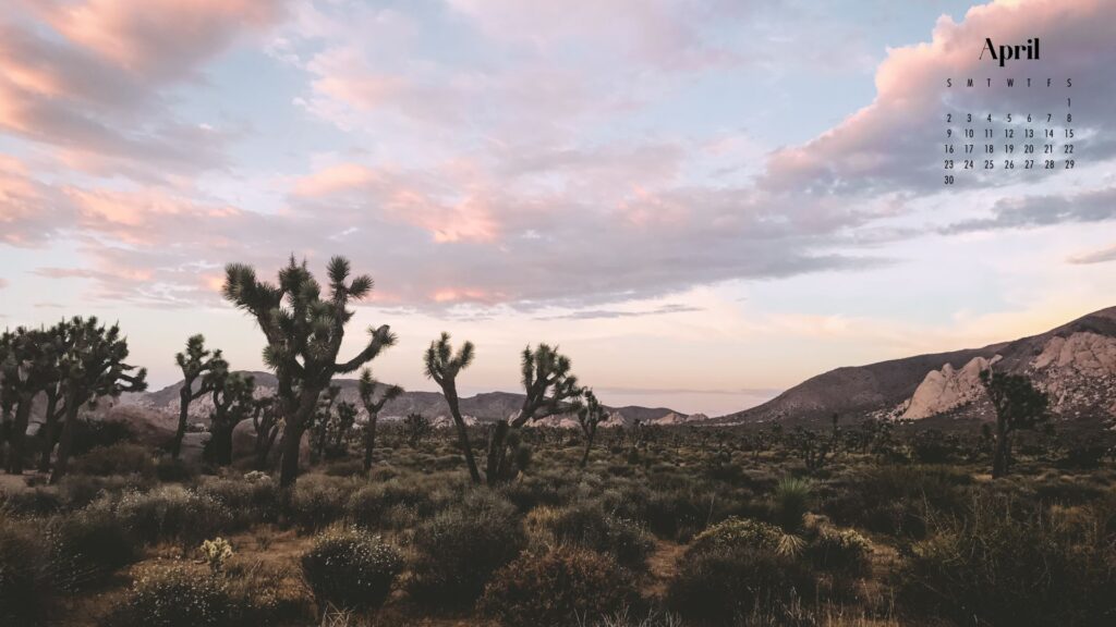a desktop background of Joshua tree