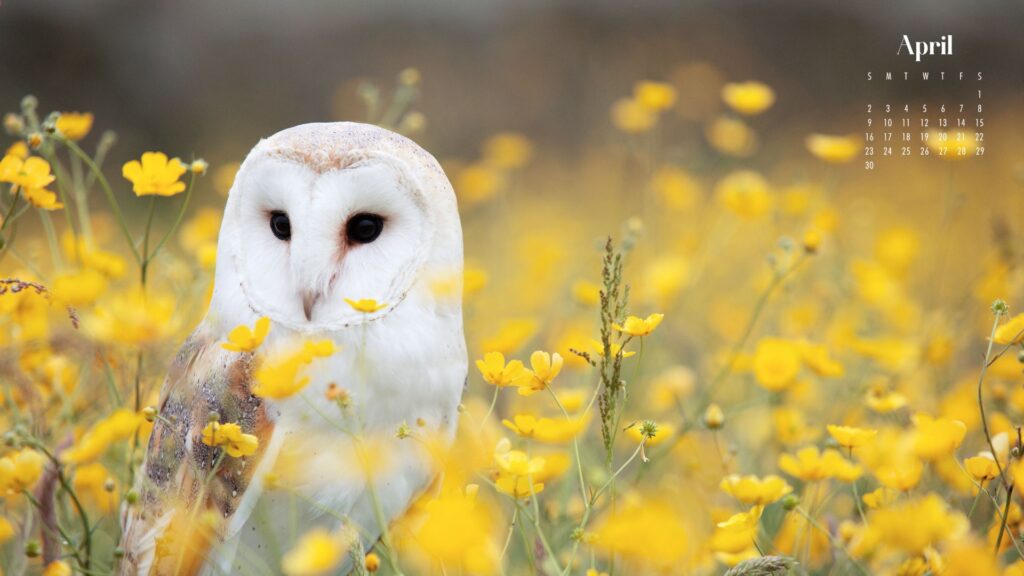 a desktop wallpaper of a white owl in a field of yellow flowers