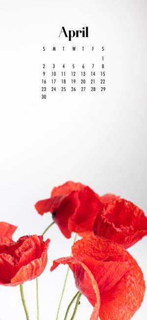 phone wallpaper of red flowers