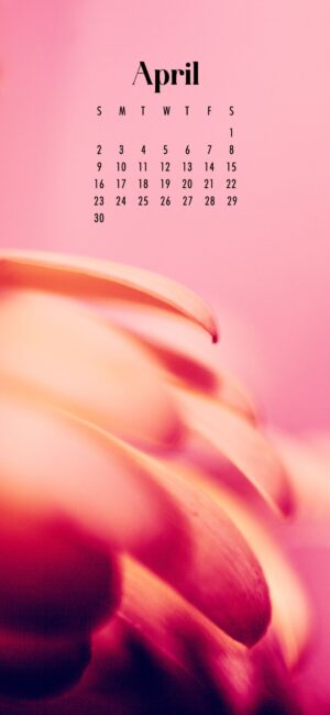 phone wallpaper of extreme close up of pink petals