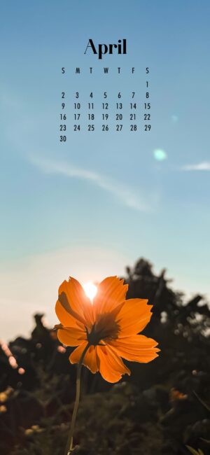 phone background of yellow flower and sky