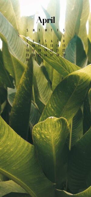phone wallpaper of plant foliage