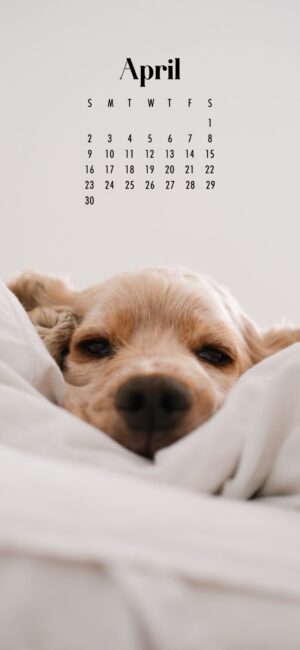 phone wallpaper of cute dog snuggling on bed