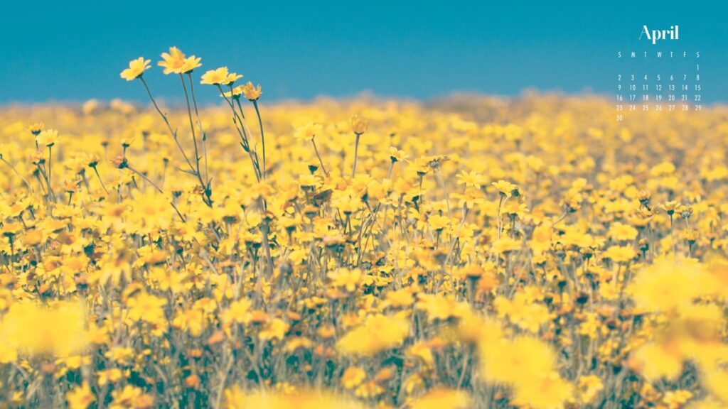 desktop background of a field of yellow wild flowers
