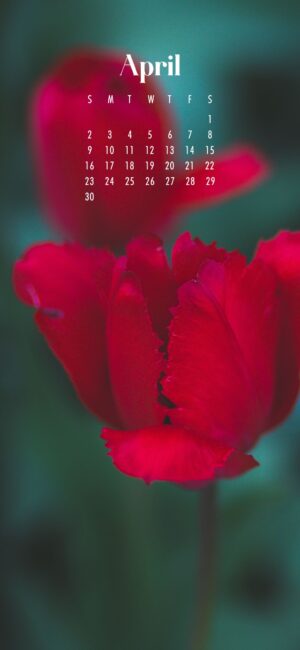 phone wallpaper of red flowers