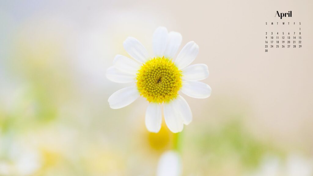 desktop wallpaper of a daisy close up