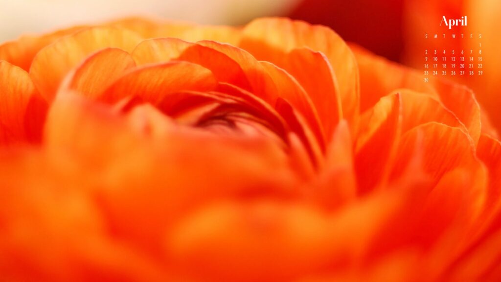 desktop background of the petals of a bright orange flower