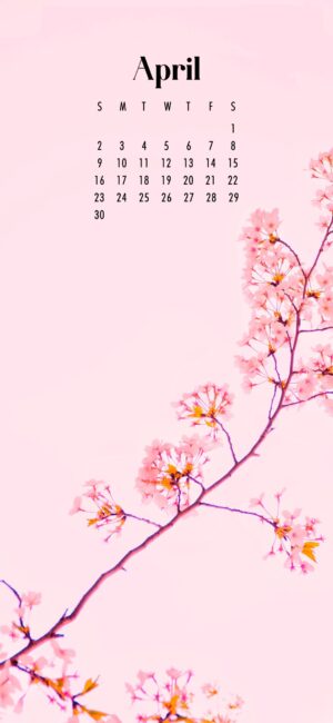 phone background of pink tree blossoms against pink background