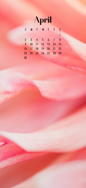 phone background of close up of pink petals