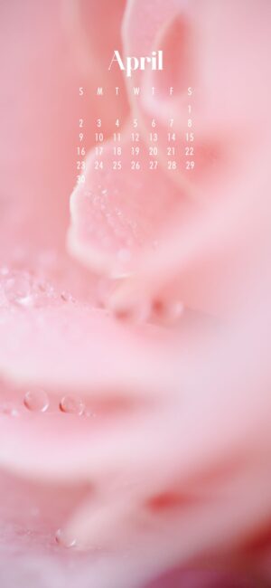 phone wallpaper of close up of water drops of pink petals