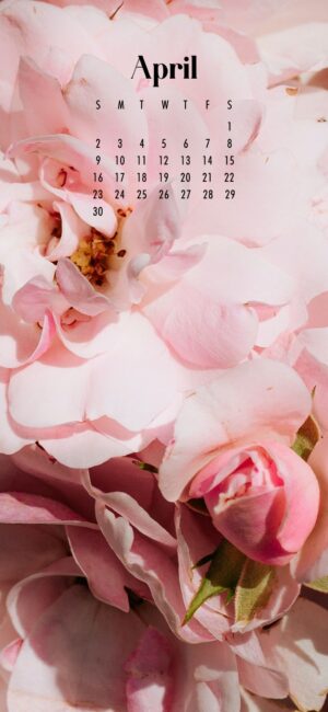 phone background of pink flower petals