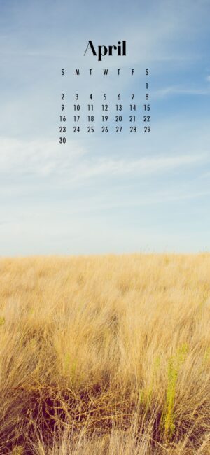 phone wallpaper of beige long grass and blue sky