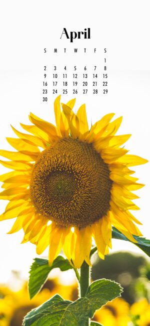 phone wallpaper of bright sunflower