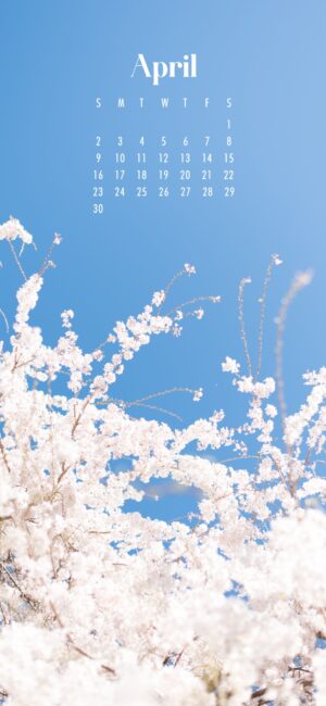 phone background of white flowers on a tree with blue sky