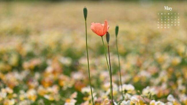 Cute May Flowers Wallpaper