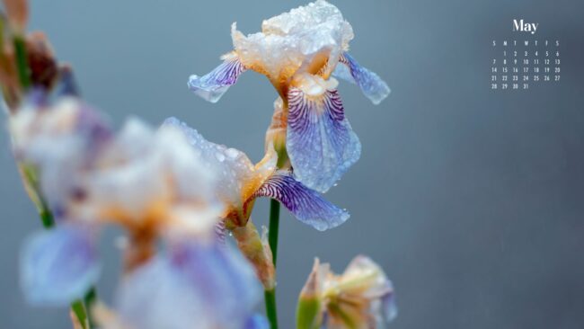 Floral May Wallpaper 2023