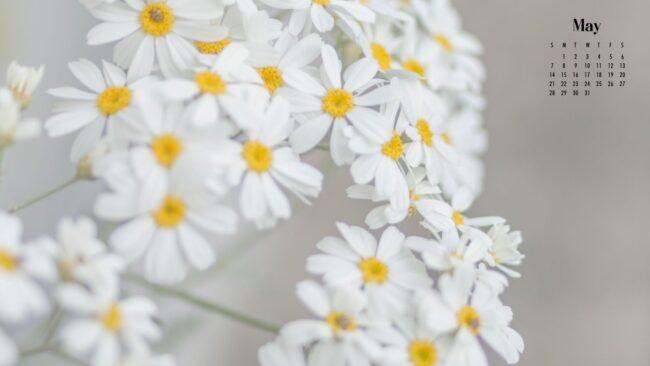 Pretty May Flowers Wallpaper