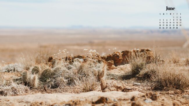 Cacti in the desert