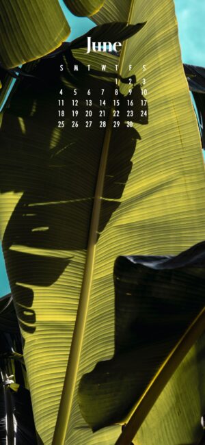 Giant tropical leaves
