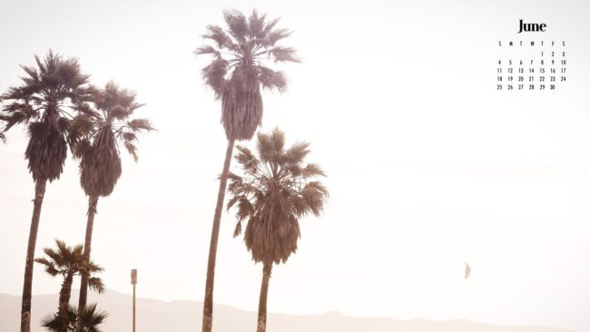 palm trees against a white sky